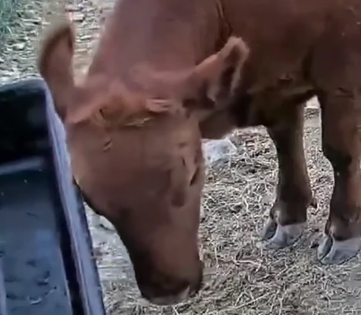 Коровка-стример Винни байтит на донаты в прямом эфире Twitch