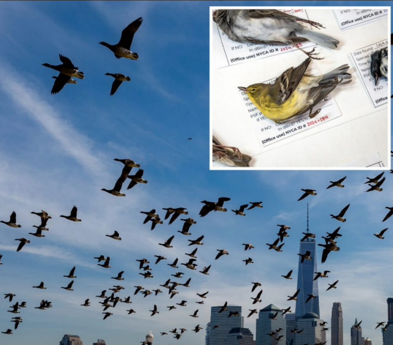 Птицы сходят с ума от климата — орнитологи предупреждают о катастрофе для человечества