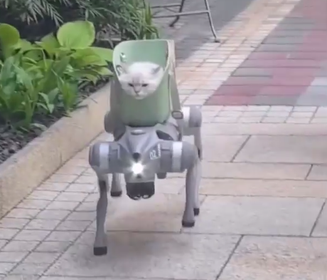 Китайцы пересадили питомцев на робособак: ленивый выгул стал реальностью